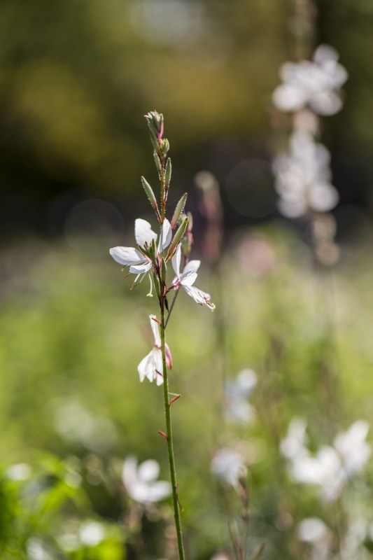 Profilbild von Annemarie Liebmann