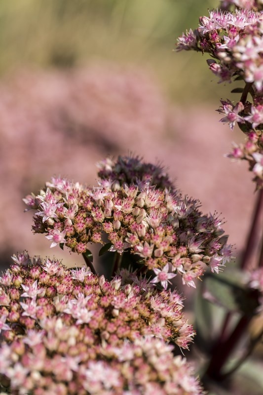 Profilbild von Erika Meletzke